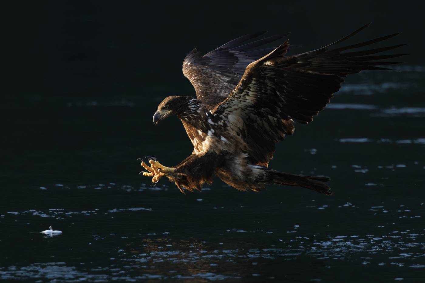 Bald eagle hovers over water.