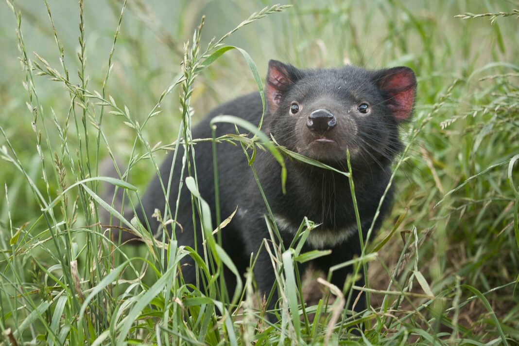 Tasmanian Devil in a field.