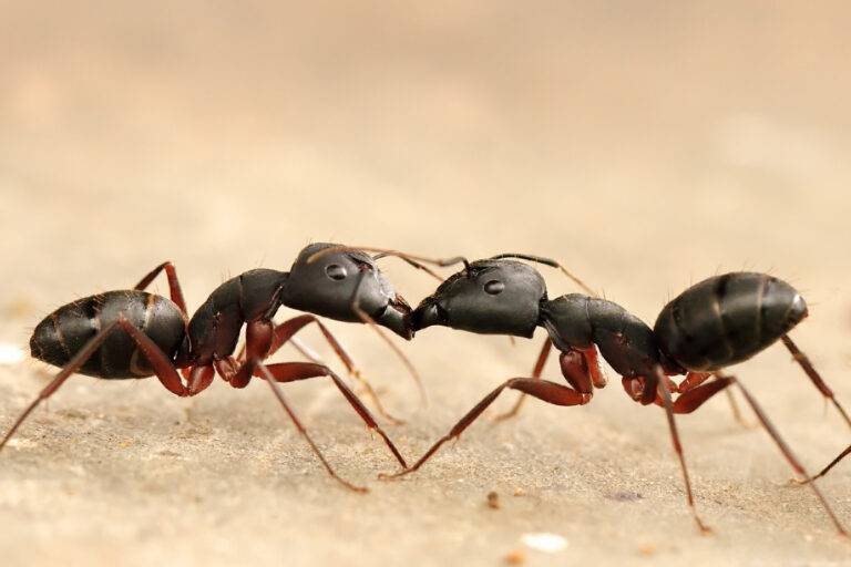 An Army of Ants Can Battle Other Crop Pests