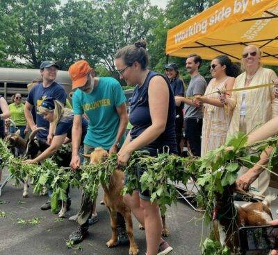 Goats Return to New York City’s Riverside Park