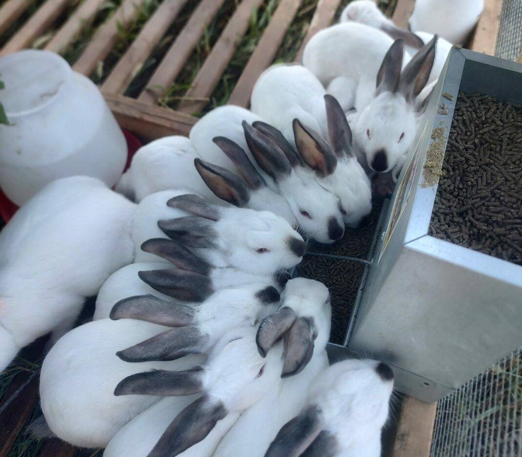 Young Californian rabbits in a paddock at Halfacre Farms.