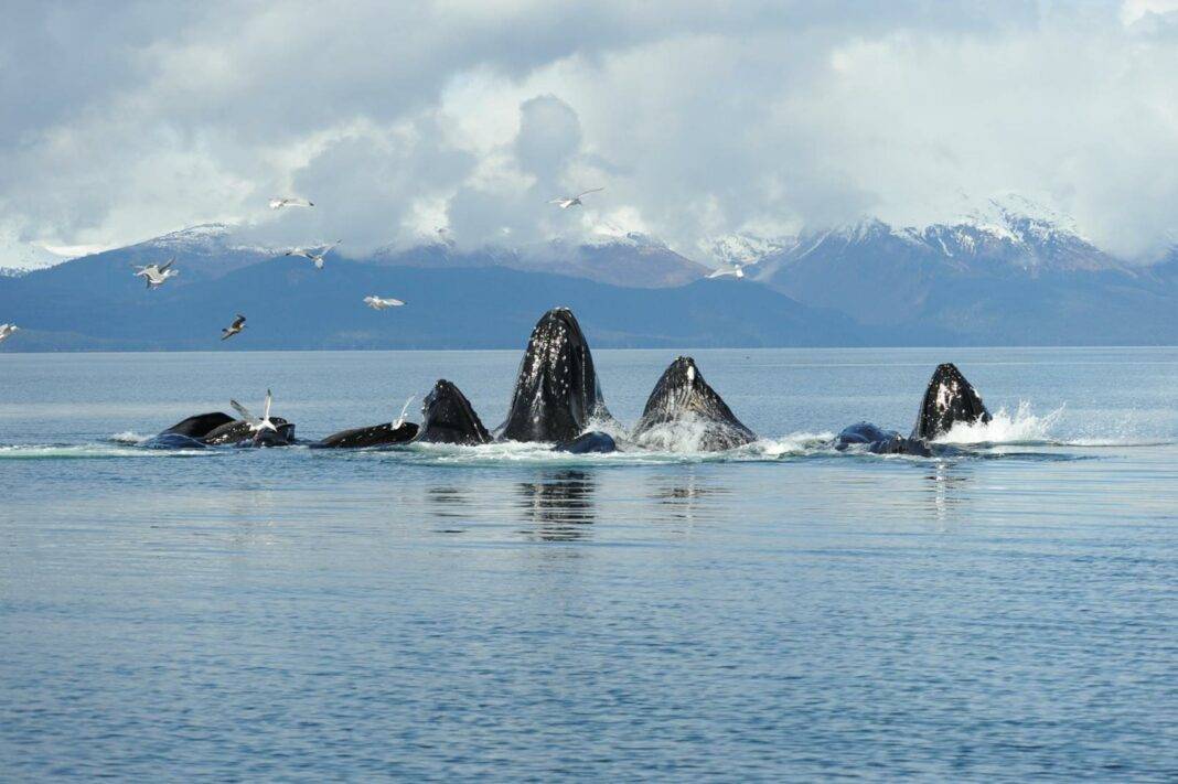 humpback whale pod