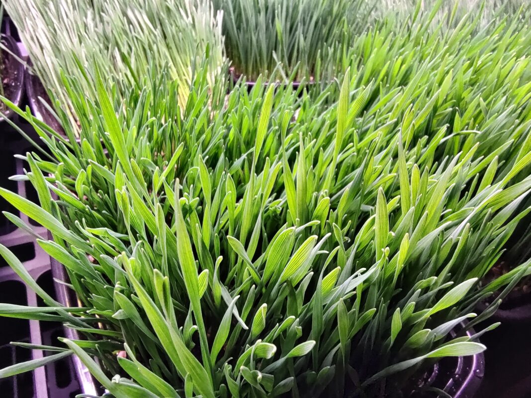 closeup of plant seedlings