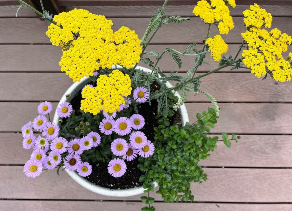 A trio of natives: yarrow, seaside daisy and Clinopodium douglasii.