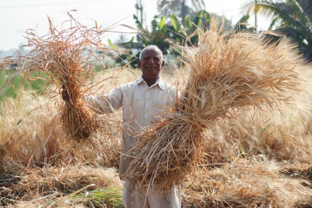 Farmer holding harvested emmer wheat.