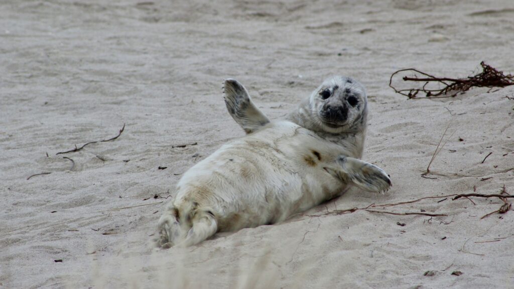 A seal pup captured by drone.