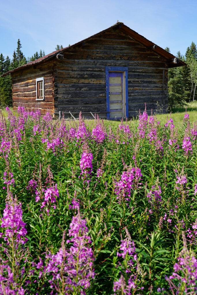 Fort Selkirk trapper's cabin. 