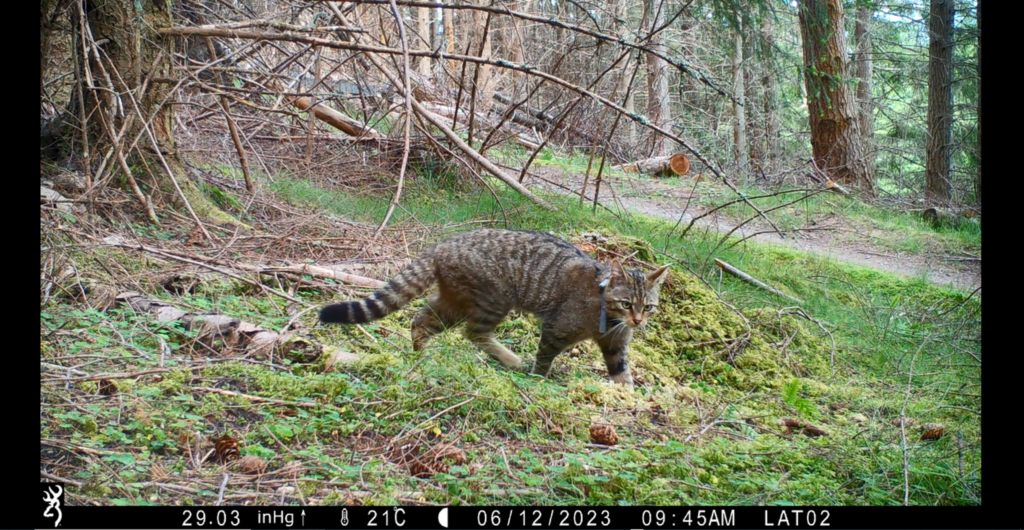 collared scottish wildcat on trail cam